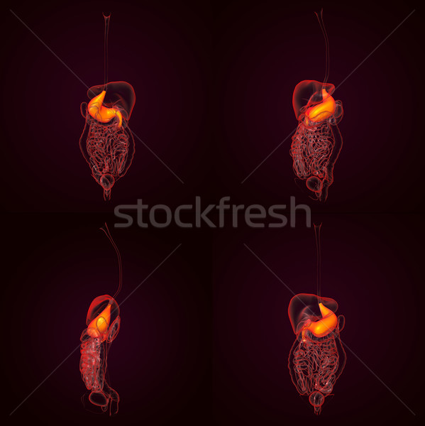 3D rendering human digestive system stomach Stock photo © maya2008