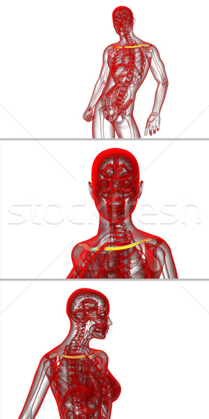 3d rendering  medical illustration of the clavicle bone  Stock photo © maya2008