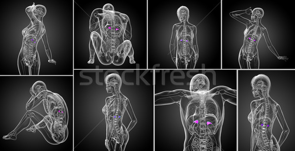 3d rendering medical illustration of the spleen  Stock photo © maya2008