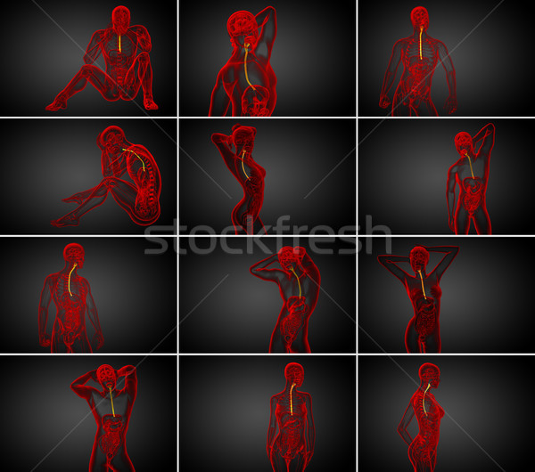3d rendering illustration of the esophagus Stock photo © maya2008