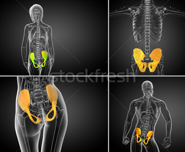 3d rendering  medical illustration of the pelvis bone  Stock photo © maya2008