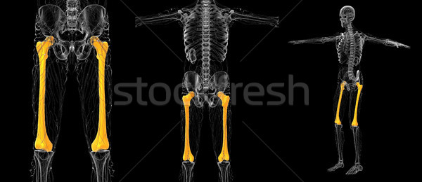 3d rendering medical illustration of the femur bone Stock photo © maya2008