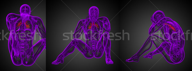 3D rendering medical illustration of the male bronchi  Stock photo © maya2008