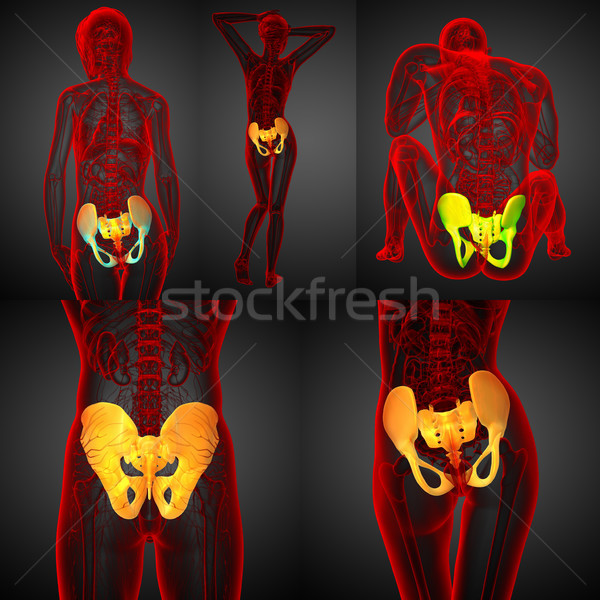3D rendering medical illustration of the pelvis bone Stock photo © maya2008