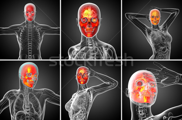 Stok fotoğraf: 3D · tıbbi · örnek · kafatası