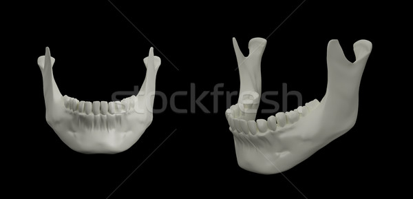[[stock_photo]]: 3D · illustration · mâchoire · osseuse · crâne