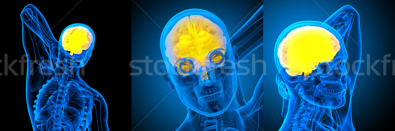 3d rendering medical illustration of the human brain Stock photo © maya2008