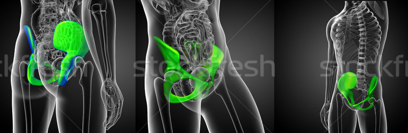 3d rendering medical illustration of the pelvis bone  Stock photo © maya2008
