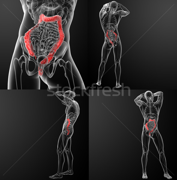 Stock photo: 3d rendering human digestive system large intestine 