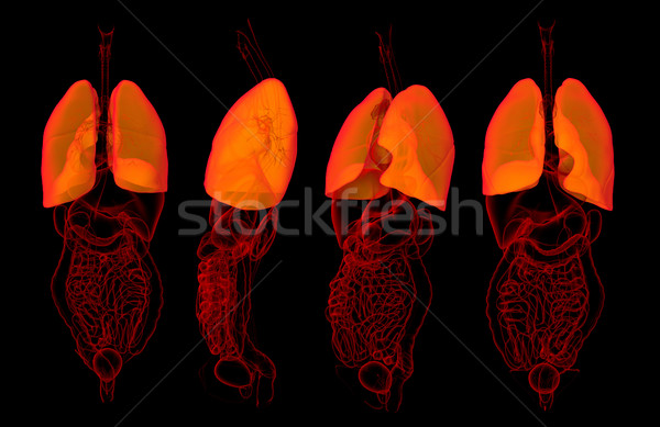 3D rendering medical illustration of lungs  Stock photo © maya2008