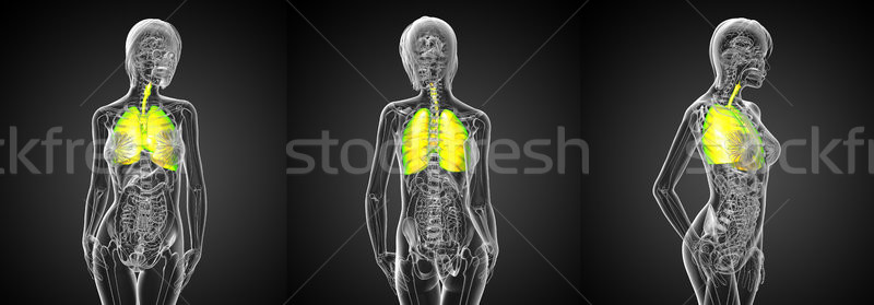 3D renderelt kép orvosi illusztráció légzési Stock fotó © maya2008