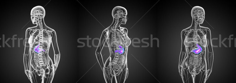 3D médicos ilustración estómago Foto stock © maya2008
