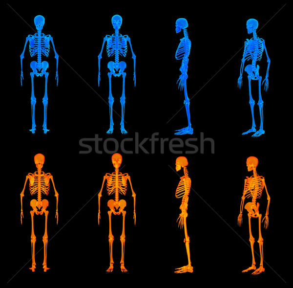 3d ilustracja czerwony szkielet ciało nauki Zdjęcia stock © maya2008