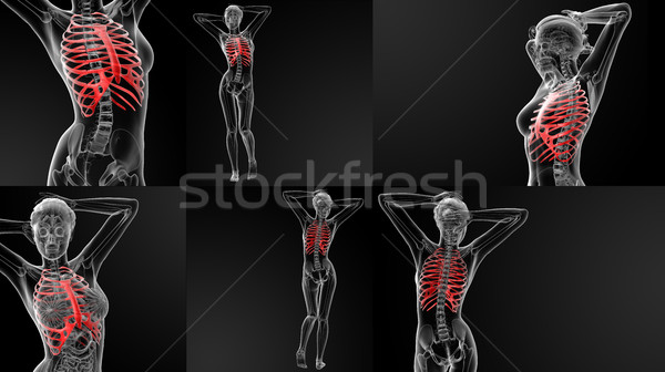 3D rendering illustration of the ribcage bone Stock photo © maya2008