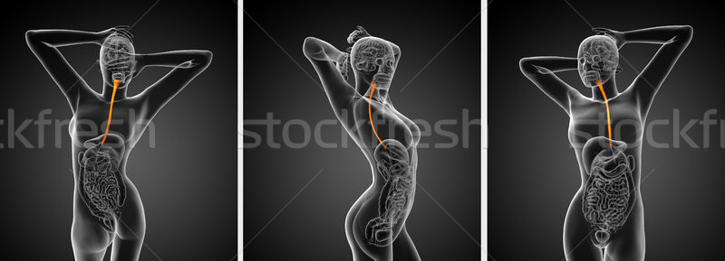 3d rendering illustration of the esophagus  Stock photo © maya2008
