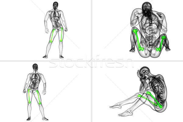 3d rendering medical illustration of the femur bone  Stock photo © maya2008