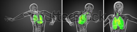 3d rendering medical illustration of the lymphatic system  Stock photo © maya2008