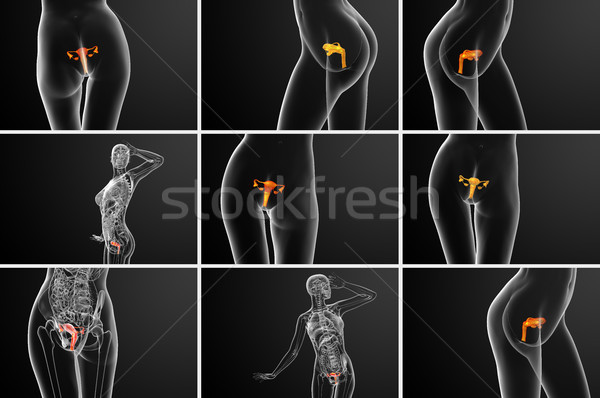 3d rendering medical illustration of the Reproductive System  Stock photo © maya2008