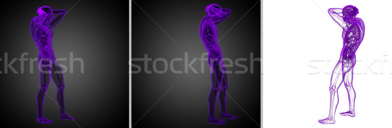 3D médicos ilustración anatomía humana Foto stock © maya2008
