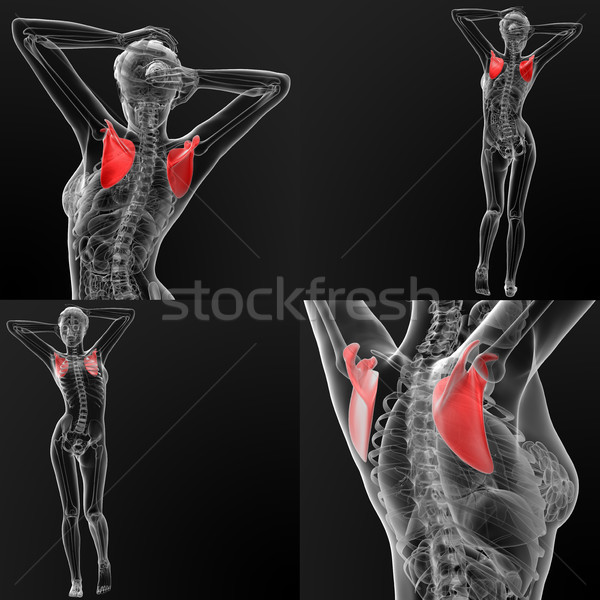 3D rendering illustration of the scapula bone Stock photo © maya2008
