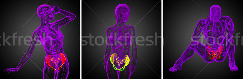 Stock photo: 3D rendering medical illustration of the pelvis bone