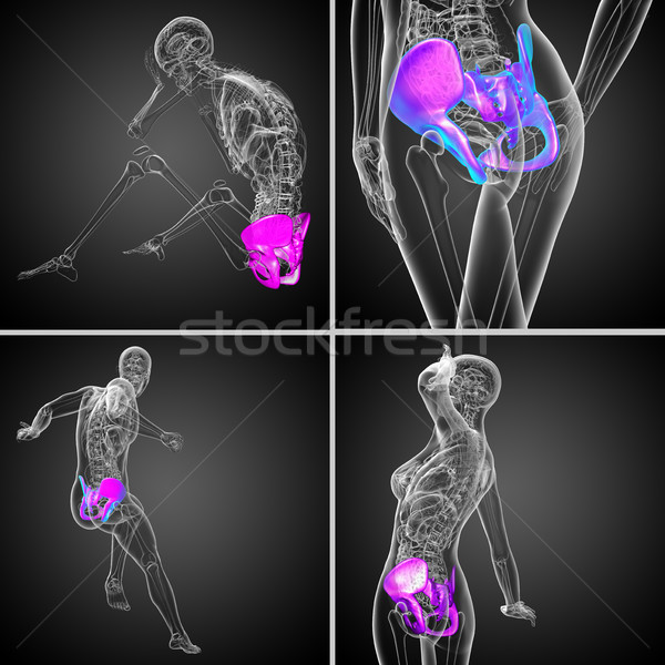 3d rendering medical illustration of the pelvis bone Stock photo © maya2008