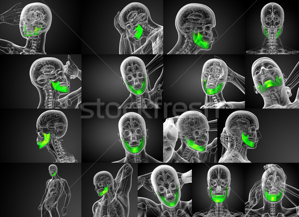 3D ilustración mandíbula hueso médicos Foto stock © maya2008