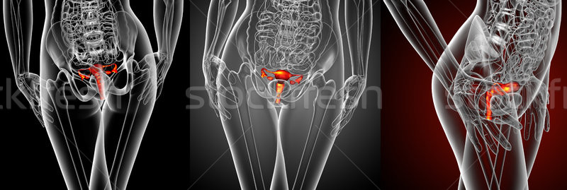 3d rendering medical illustration of the Reproductive System Stock photo © maya2008