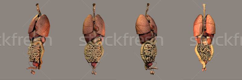 medical illustration of the organs system Stock photo © maya2008