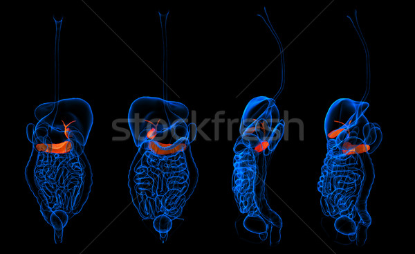 3d rendering  human digestive system pancreas red colored  Stock photo © maya2008