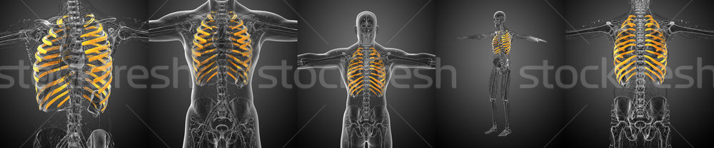 3d rendering medical illustration of the ribcage Stock photo © maya2008