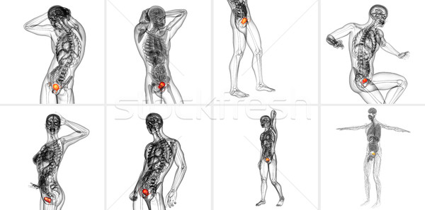 3d rendering medical illustration of the bladder Stock photo © maya2008