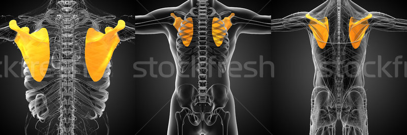 3d rendering medical illustration of the human scapula bone Stock photo © maya2008