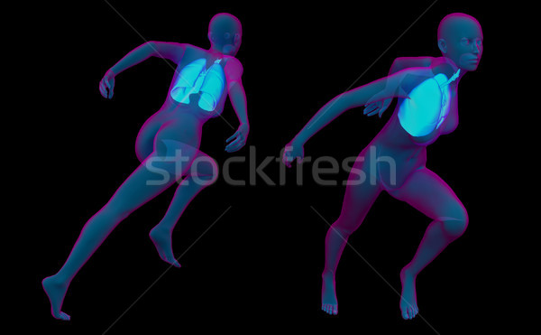 Stock foto: Anatomie · Bauch · blau · Körper · Doppelpunkt · Vorderseite