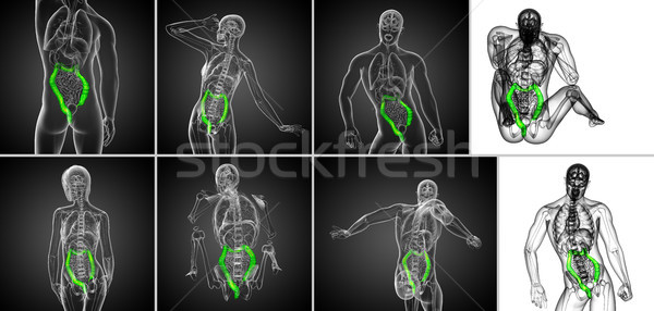 3D humanos sistema digestivo grande Foto stock © maya2008