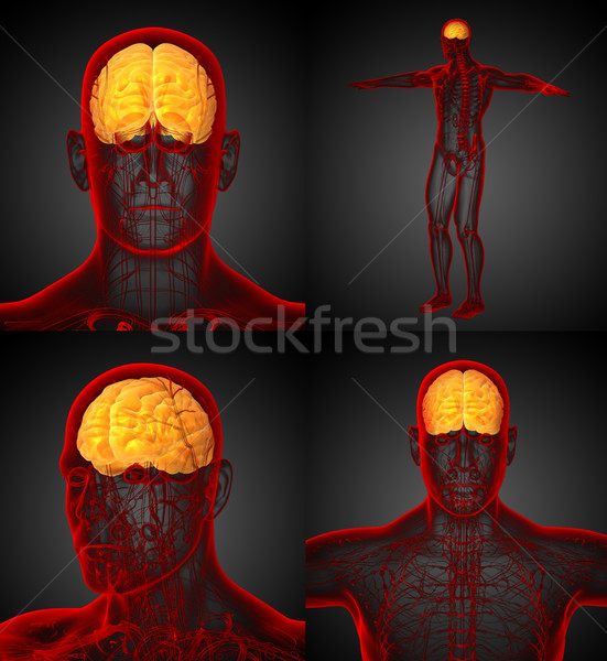 3d rendering medical illustration of the brain  Stock photo © maya2008