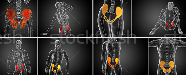 3d rendering medical illustration of the pelvis bone  Stock photo © maya2008