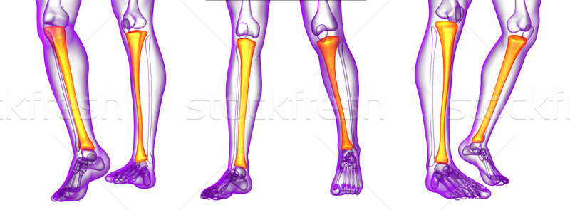 3d rendering medical illustration of the tibia bone  Stock photo © maya2008