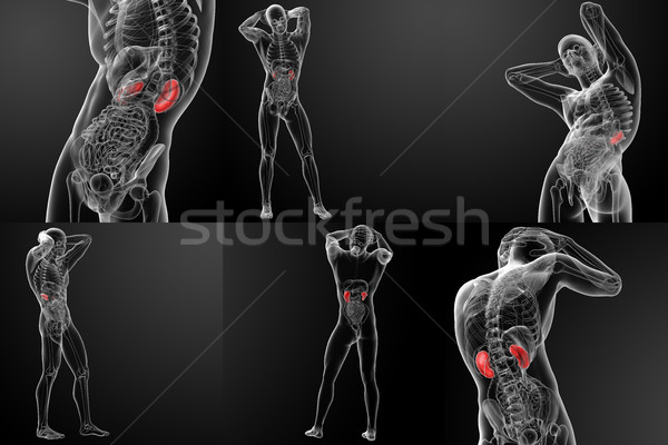 3d rendering illustration of kidneys Stock photo © maya2008
