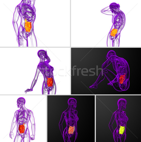 3d rendering  illustration of the small intestine Stock photo © maya2008