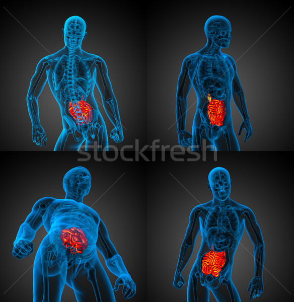 3d rendering illustration of the male small intestine Stock photo © maya2008