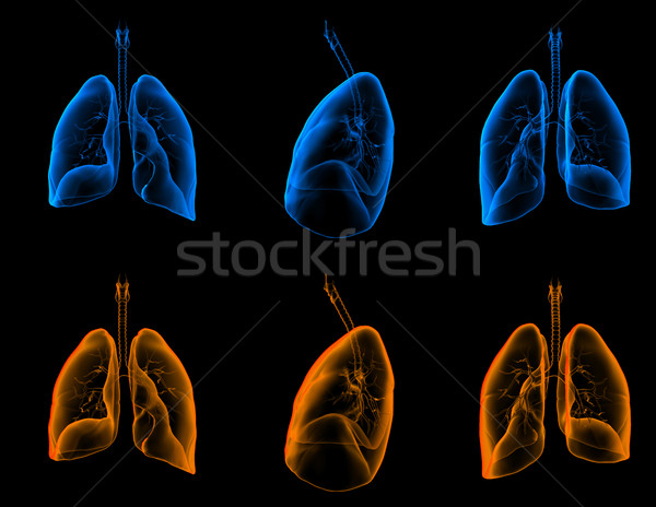 3D medical illustration of the lungs  Stock photo © maya2008