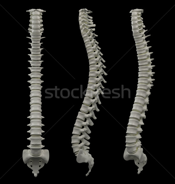 3D prestate ilustrare uman sira spinarii ştiinţă Imagine de stoc © maya2008