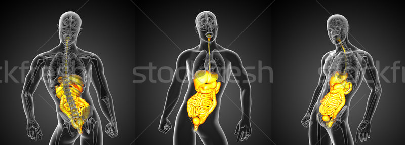 3D medische illustratie menselijke spijsverteringsorganen Stockfoto © maya2008