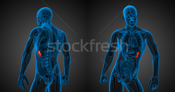 3d rendering medical illustration of the spleen Stock photo © maya2008