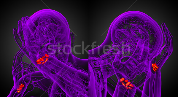 Stock photo: 3d rendering illustration of the human carpal bones