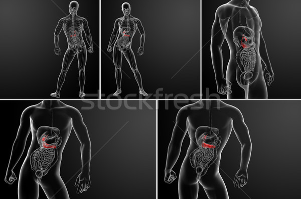3d rendering of gallblader and pancrease  Stock photo © maya2008