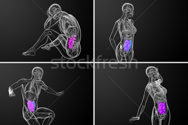 3d rendering  illustration of the small intestine Stock photo © maya2008