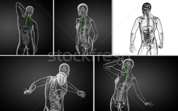 3d rendering  illustration of the esophagus  Stock photo © maya2008