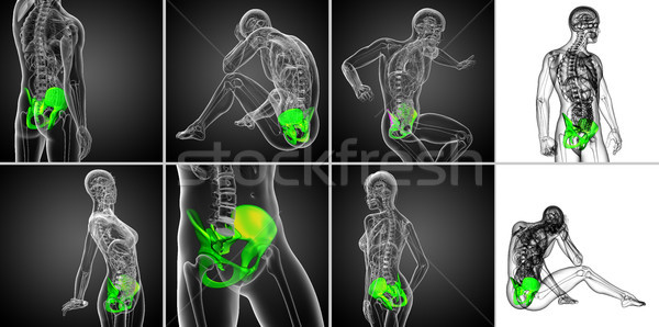 3d rendering  medical illustration of the pelvis bone Stock photo © maya2008